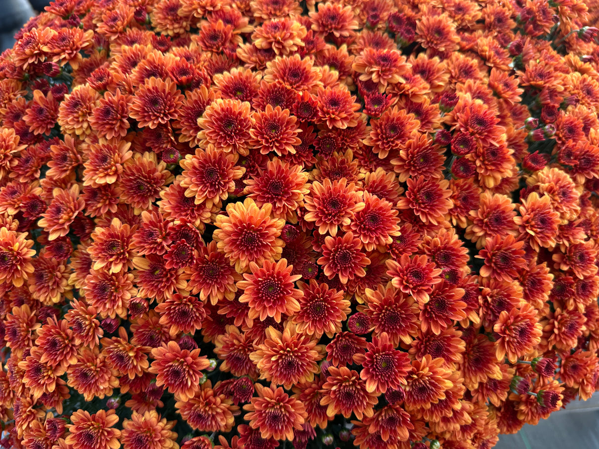 GARDEN MUMS MIORA ORANGE - 12" Pot