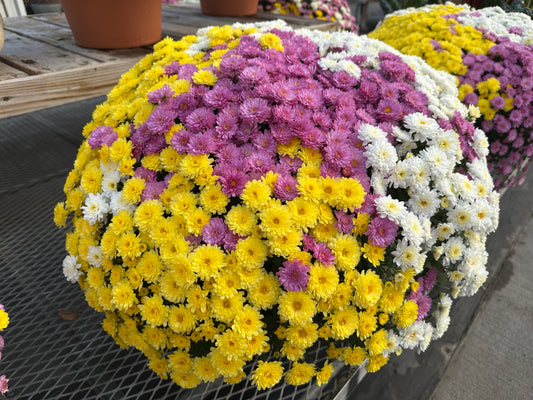 GARDEN MUMS COMBO HOBGOBLIN - 10" Pot