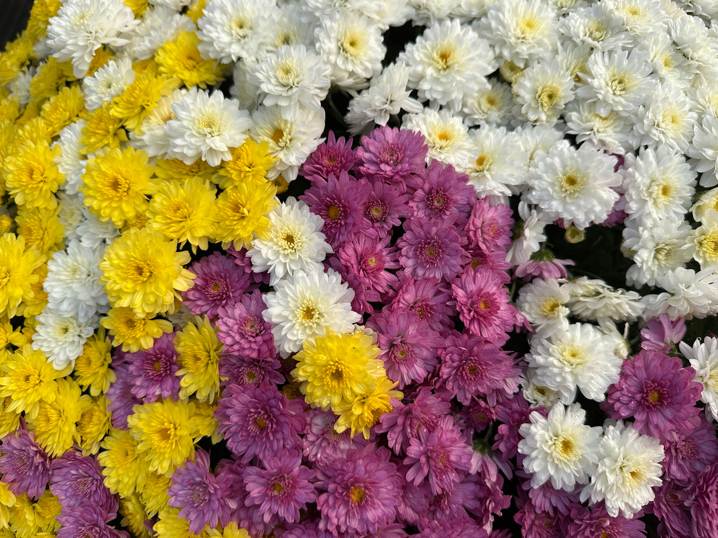 GARDEN MUMS COMBO HOBGOBLIN - 12" HANGING BASKET