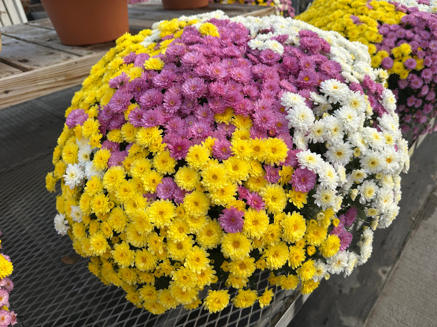 GARDEN MUMS COMBO HOBGOBLIN - 10" Pot