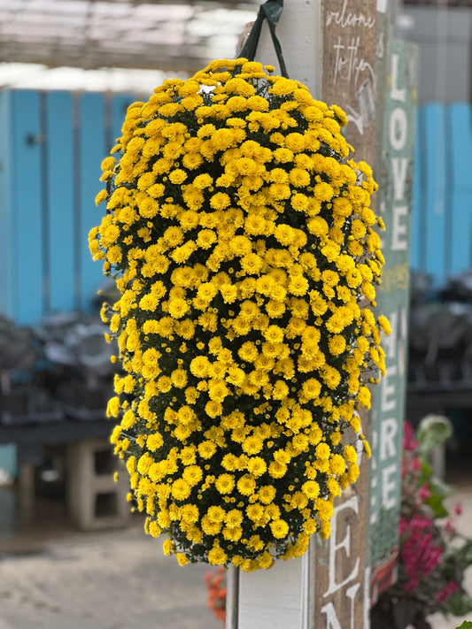 GARDEN MUMS GIGI YELLOW - FLOWER BAG