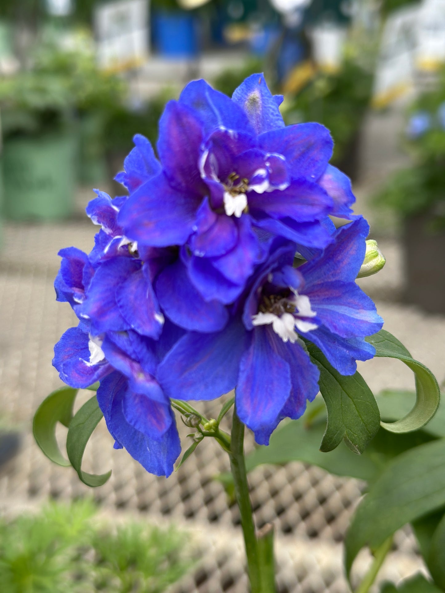Delphinium elatum 'Dasante Blue'