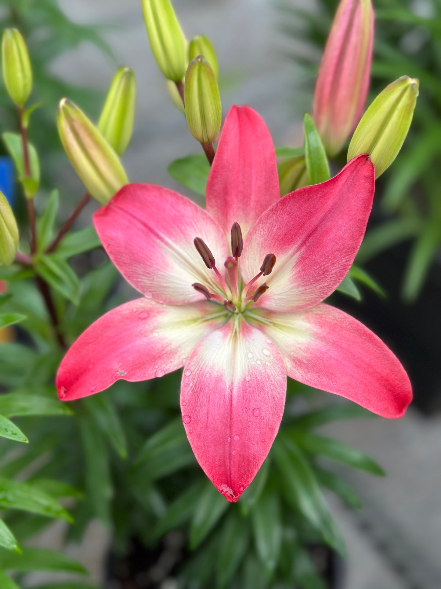 Lilium asiatic 'Tiny Diamond®'