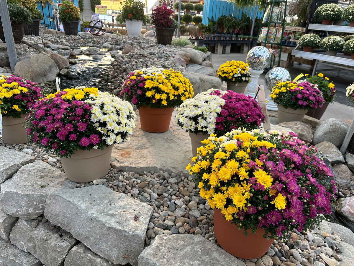 GARDEN MUMS COMBO SOLSTICE - 10" Pot