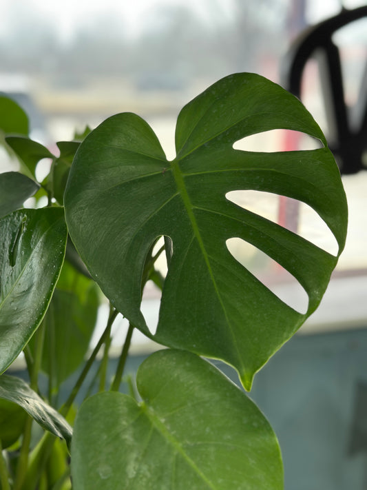 6'' Monstera Deliciosa Split Leaf