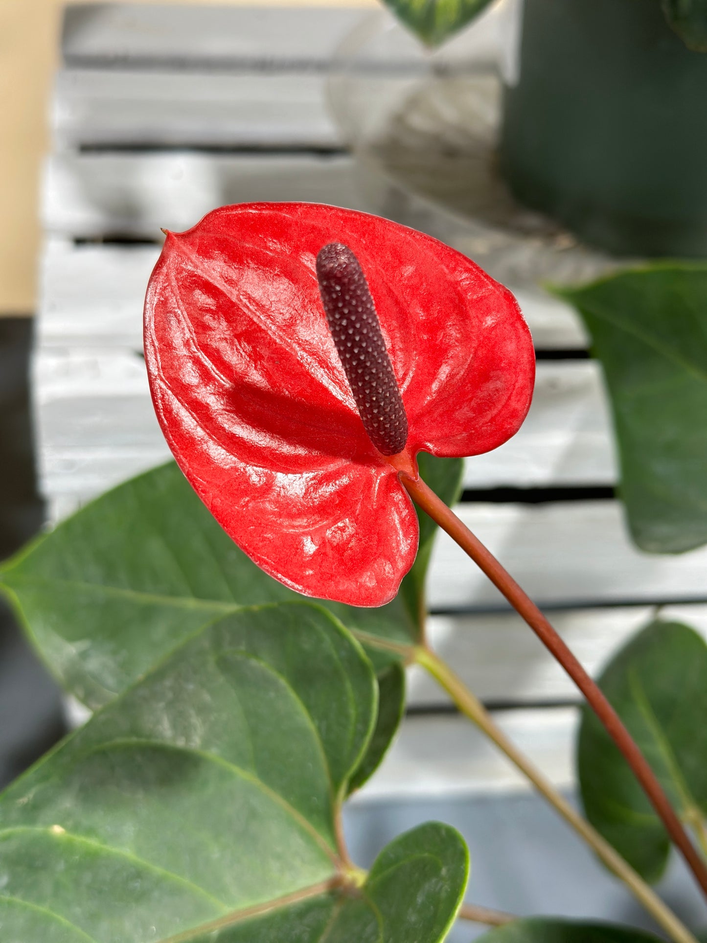 6'' Anthurium Red Heart