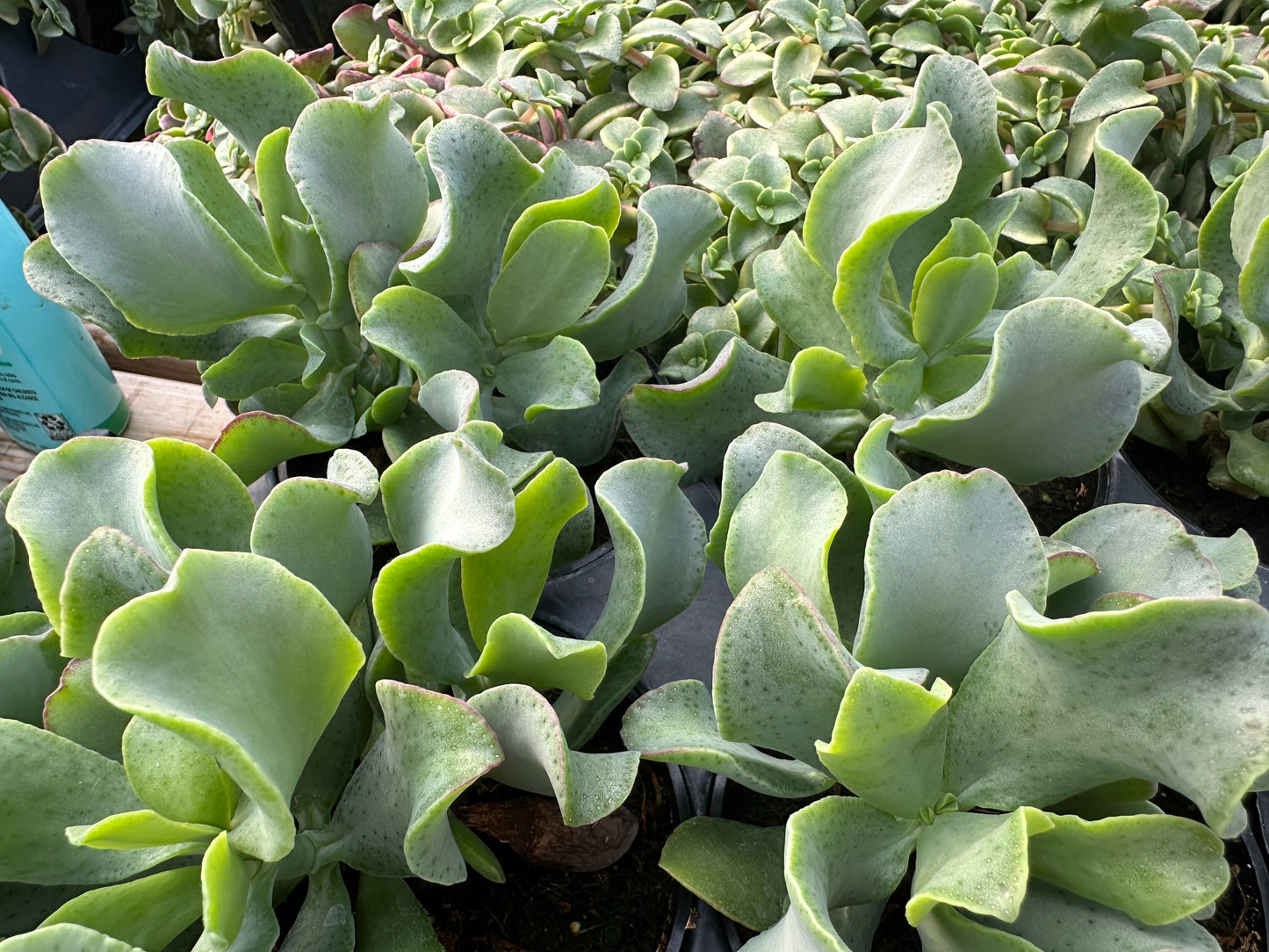 CRASSULA RIPPLE JADE - 4'' POT