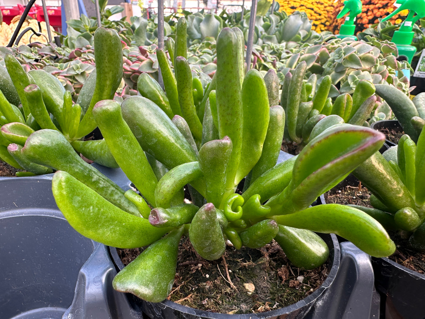 CRASSULA OVATA HOBBIT - 4'' POT