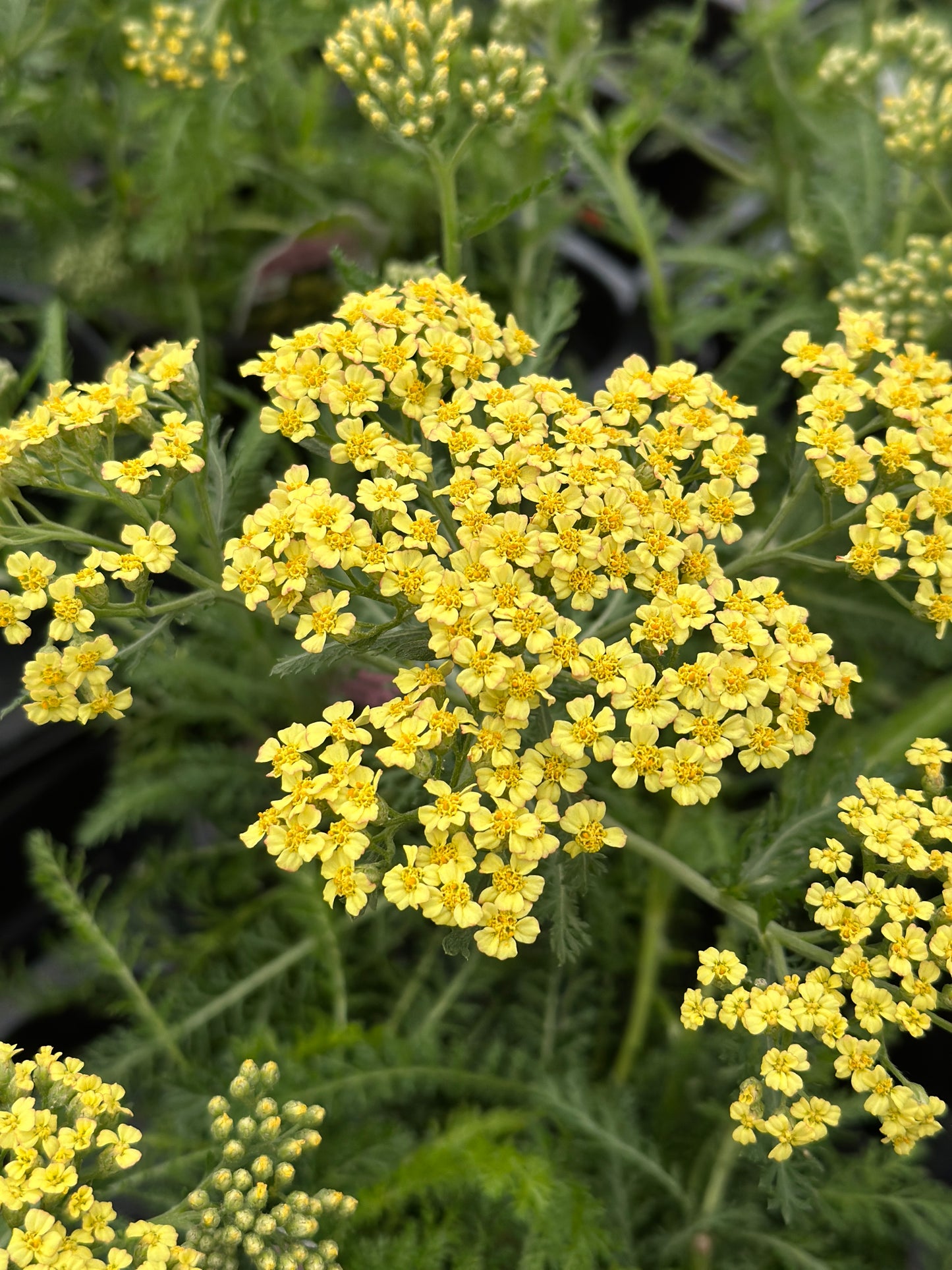 ACHILLEA MILLEFOLIUM MILLY ROCK YELLOW - QUART POT