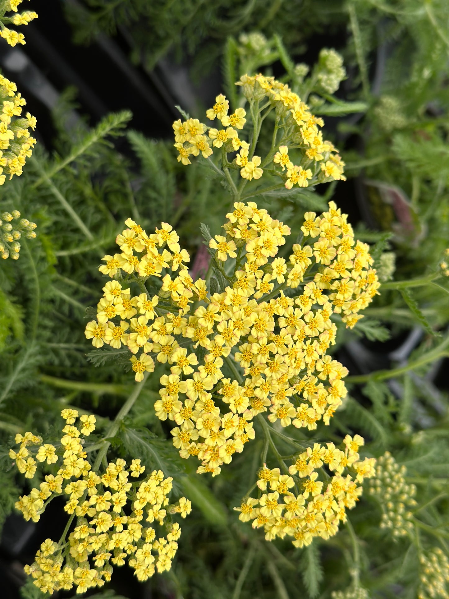 ACHILLEA MILLEFOLIUM MILLY ROCK YELLOW - QUART POT