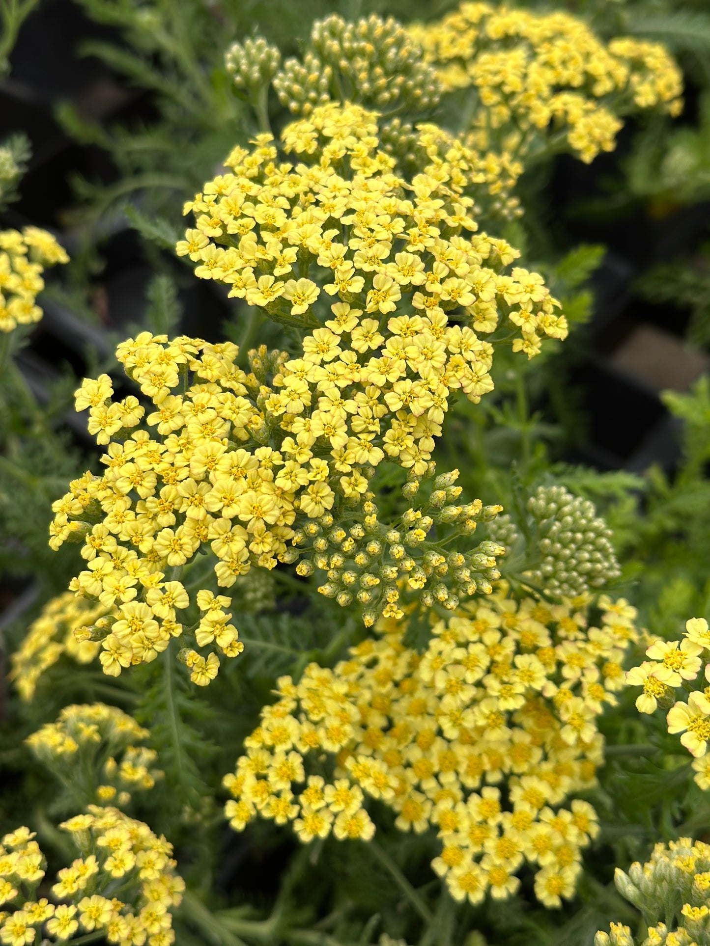 ACHILLEA MILLEFOLIUM MILLY ROCK YELLOW - QUART POT