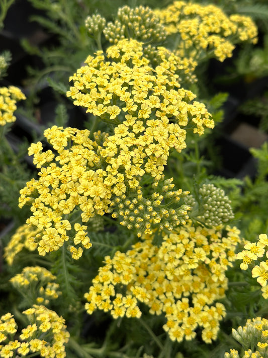 ACHILLEA MILLEFOLIUM MILLY ROCK YELLOW - QUART POT