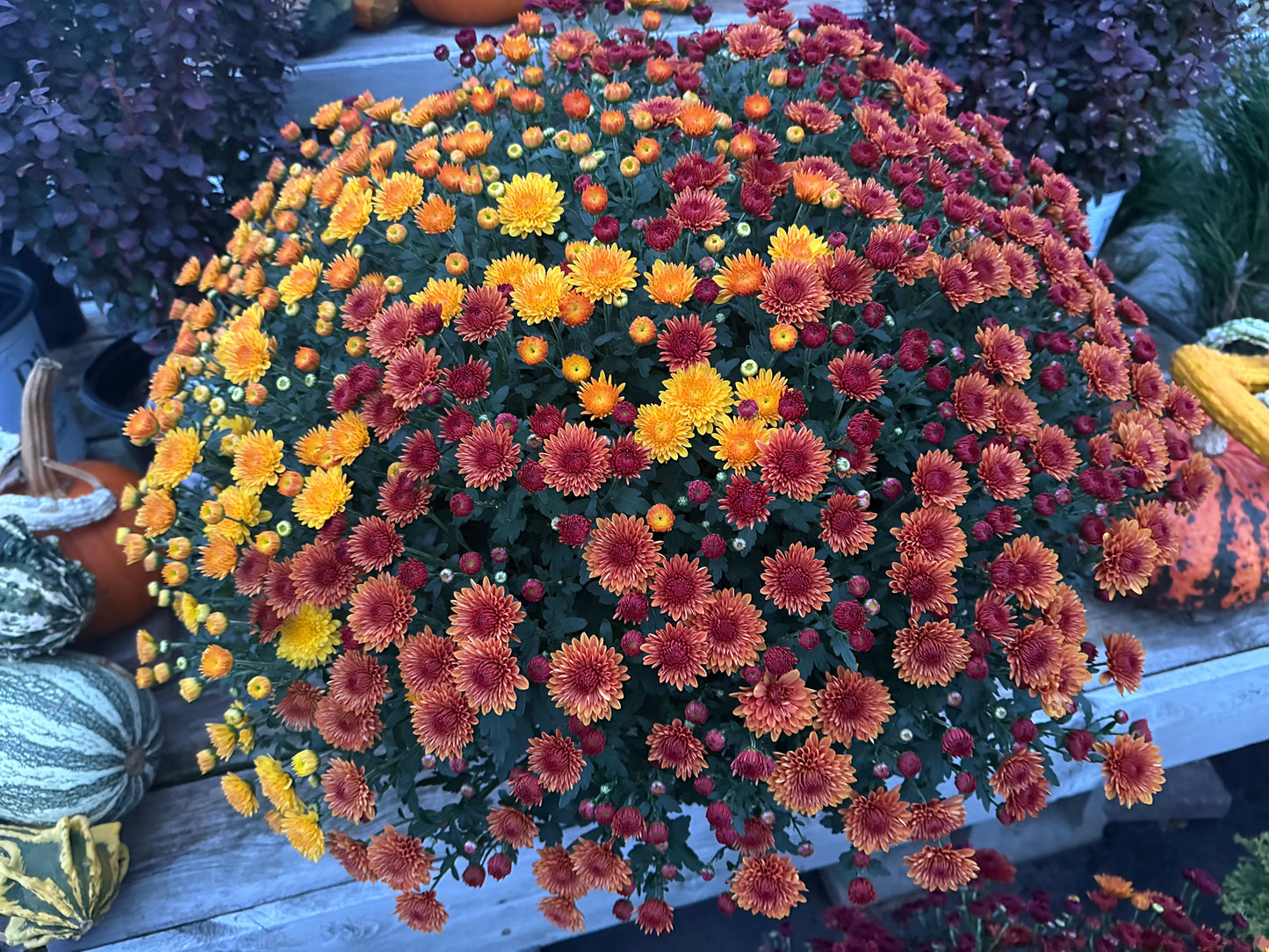 GARDEN MUMS COMBO JACK O'LANTERN - 12" Pot