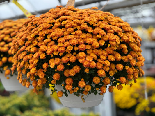 GARDEN MUMS GIGI ORANGE - 10" HANGING BASKET