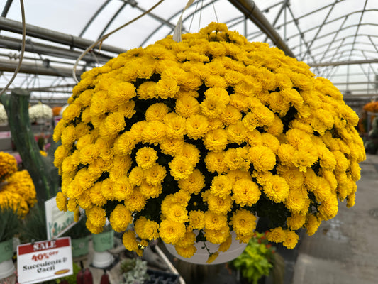 GARDEN MUMS GIGI YELLOW - 10" HANGING BASKET