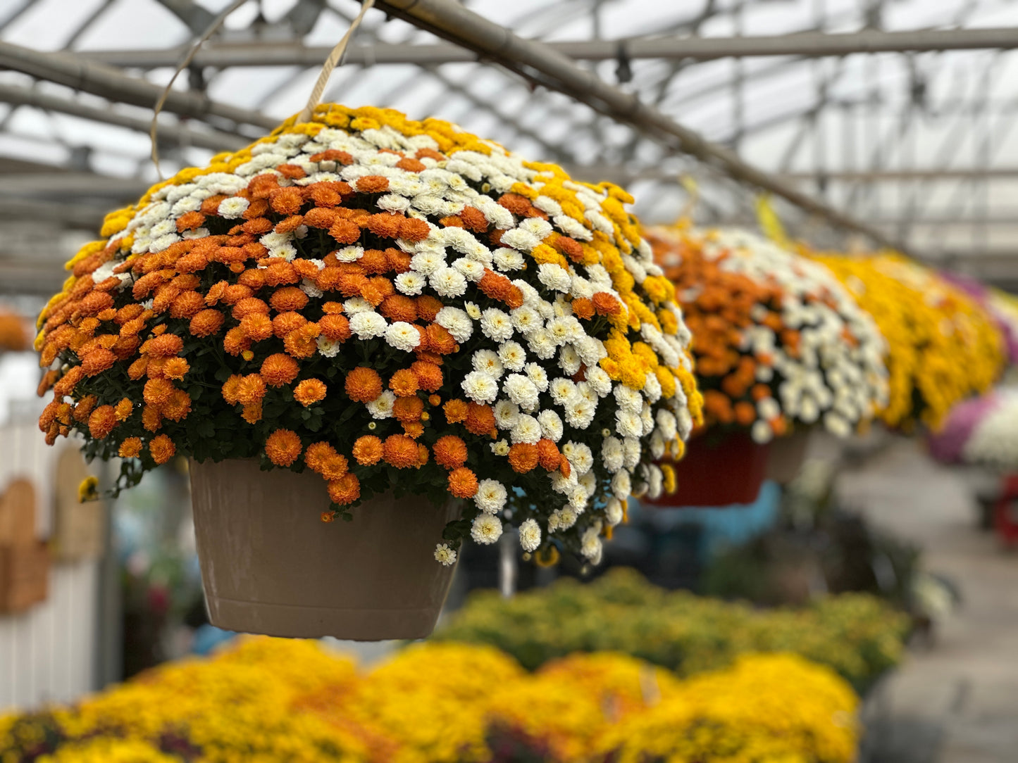 GARDEN MUMS COMBO CANDY CORN - 12" HANGING BASKET