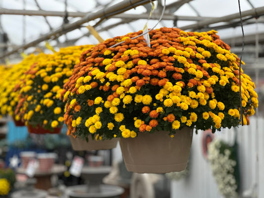 GARDEN MUMS COMBO AUTUMN LEAVES - 12" HANGING BASKET