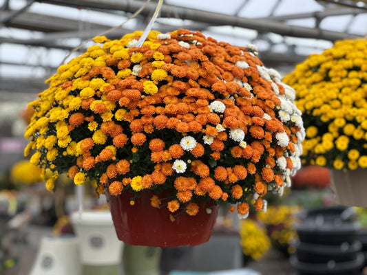 GARDEN MUMS COMBO CANDY CORN - 12" HANGING BASKET