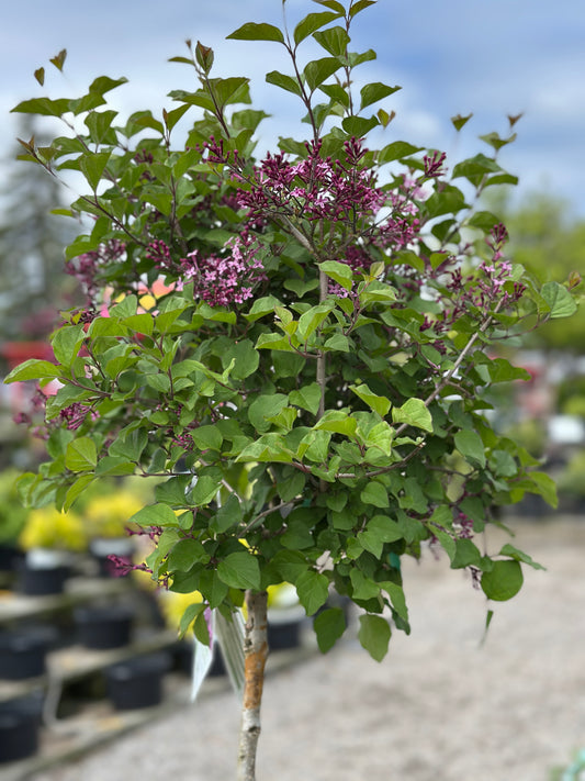 Syringa Bloomerang® Dark Purple PW
