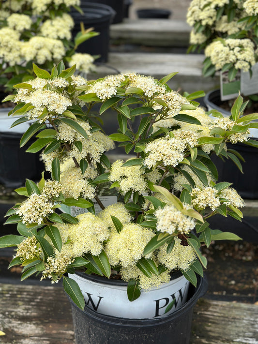 VIBURNUM 'LIL' DITTY'®  PW