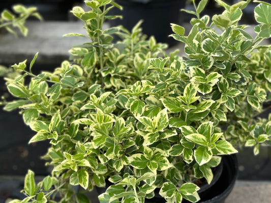 Euonymus 'Emerald Gaiety'