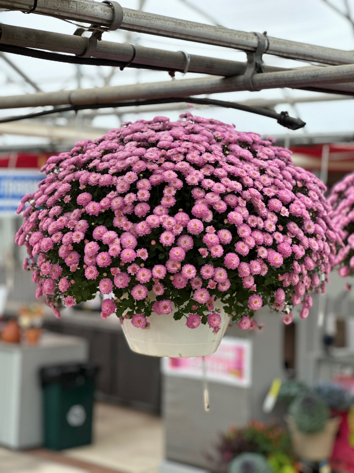 GARDEN MUMS GIGI DARK PINK - 10" HANGING BASKET