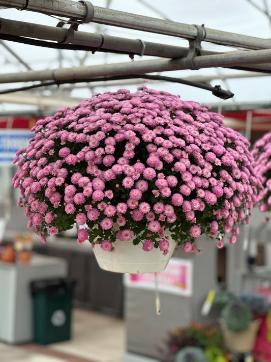 GARDEN MUMS GIGI DARK PINK - 10" HANGING BASKET