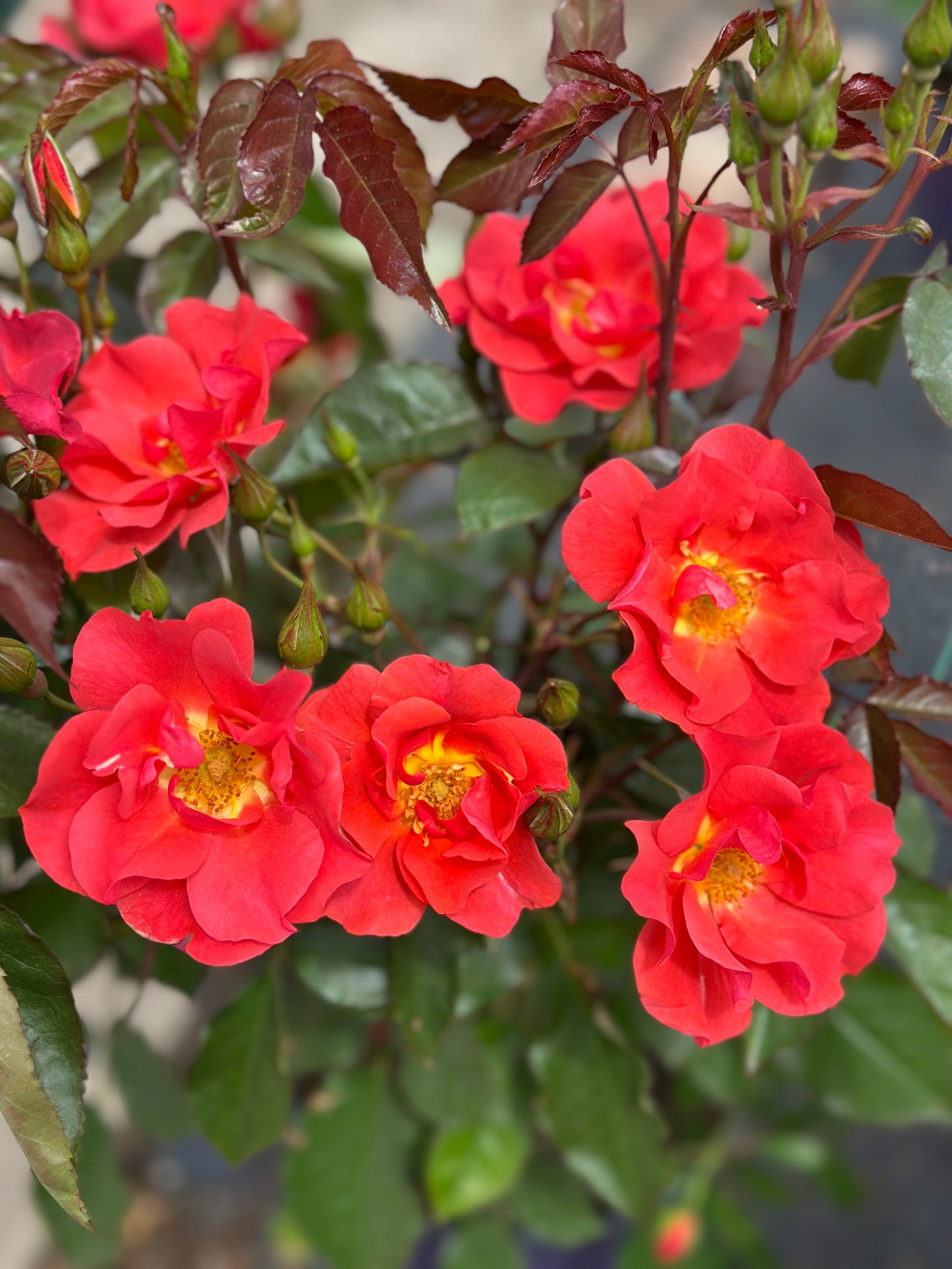 ROSE Cinco de Mayo