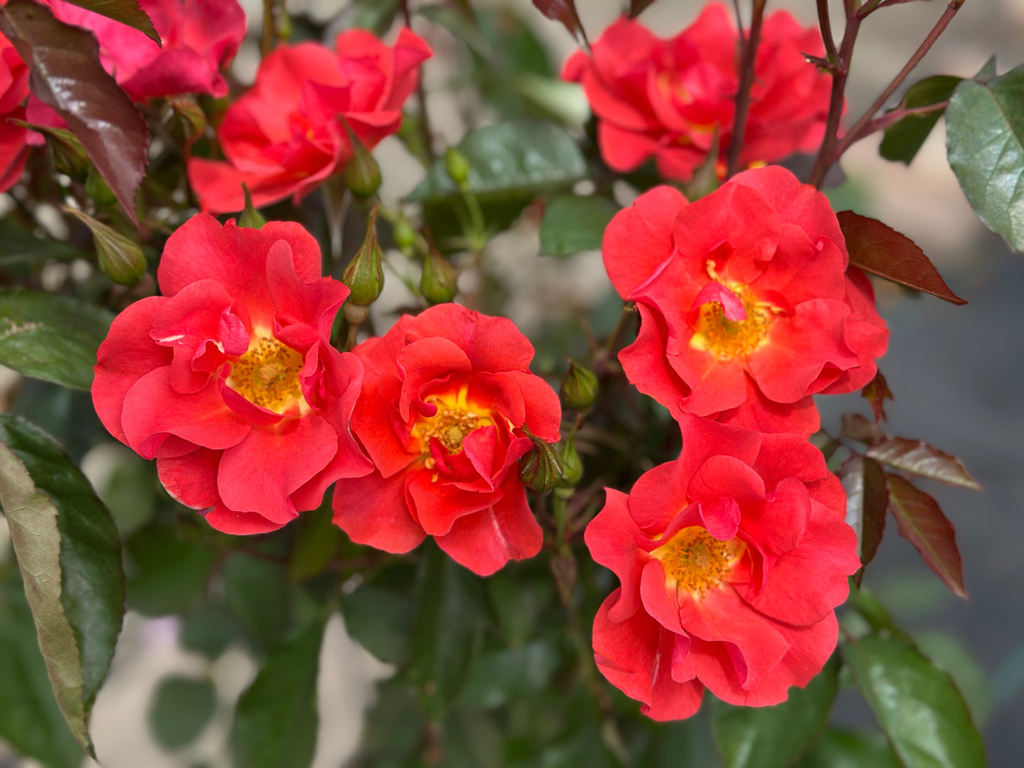 ROSE Cinco de Mayo