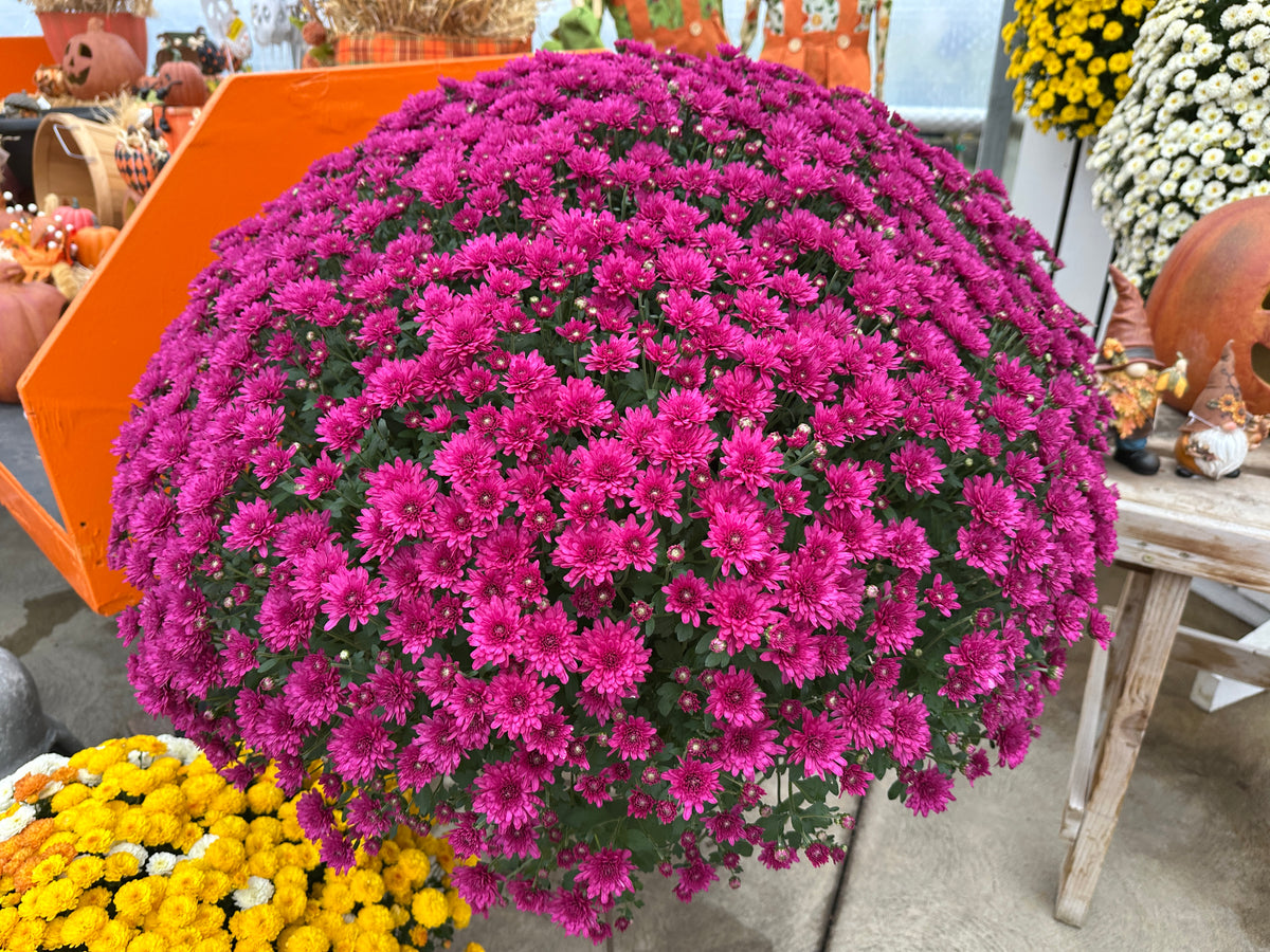 GARDEN MUMS WANDA PURPLE - 12" Pot