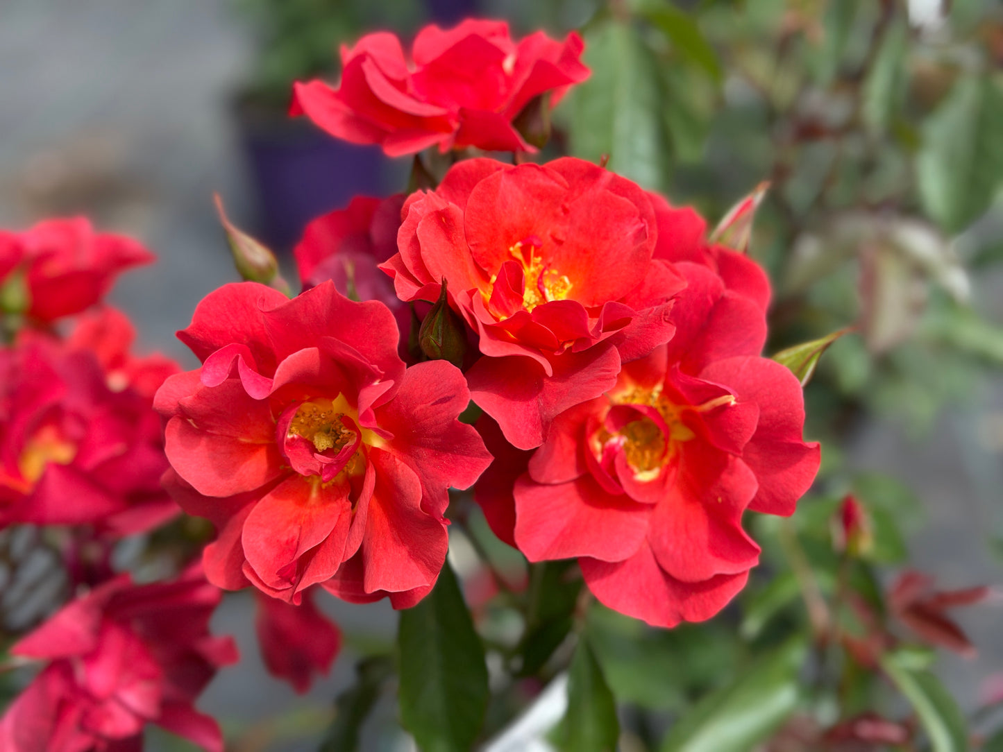 ROSE Cinco de Mayo