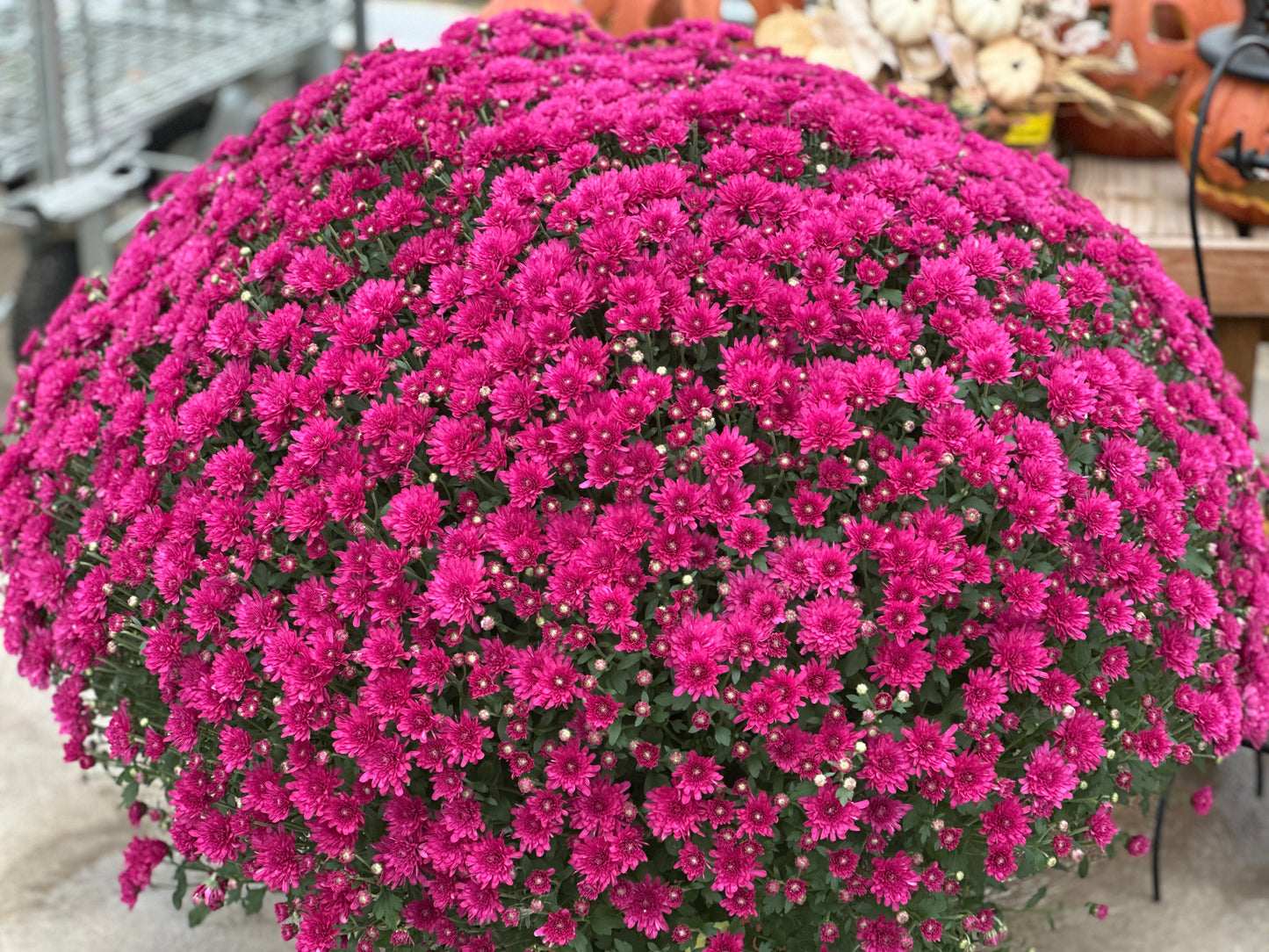 GARDEN MUMS WANDA PURPLE - 12" Pot