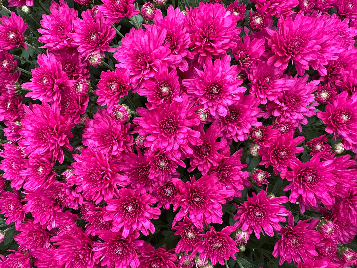 GARDEN MUMS WANDA PURPLE - 12" Pot