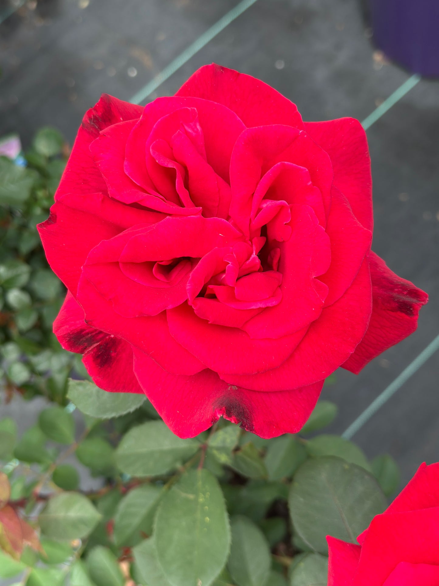 ROSE Proud Land