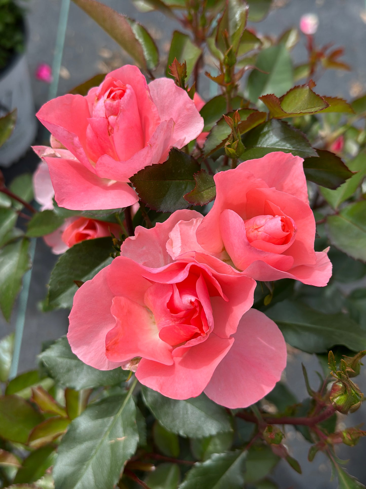 ROSE Polynesian Punch