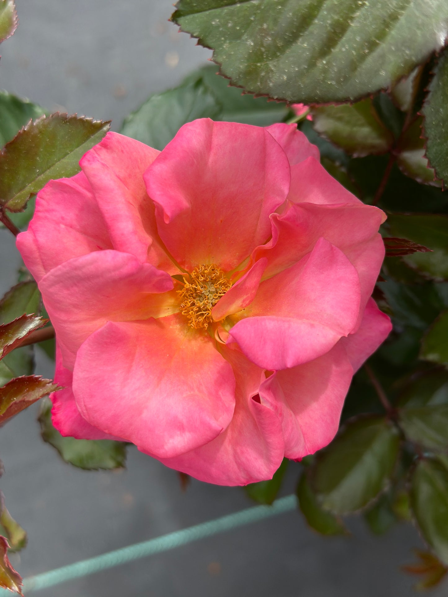 ROSE Polynesian Punch
