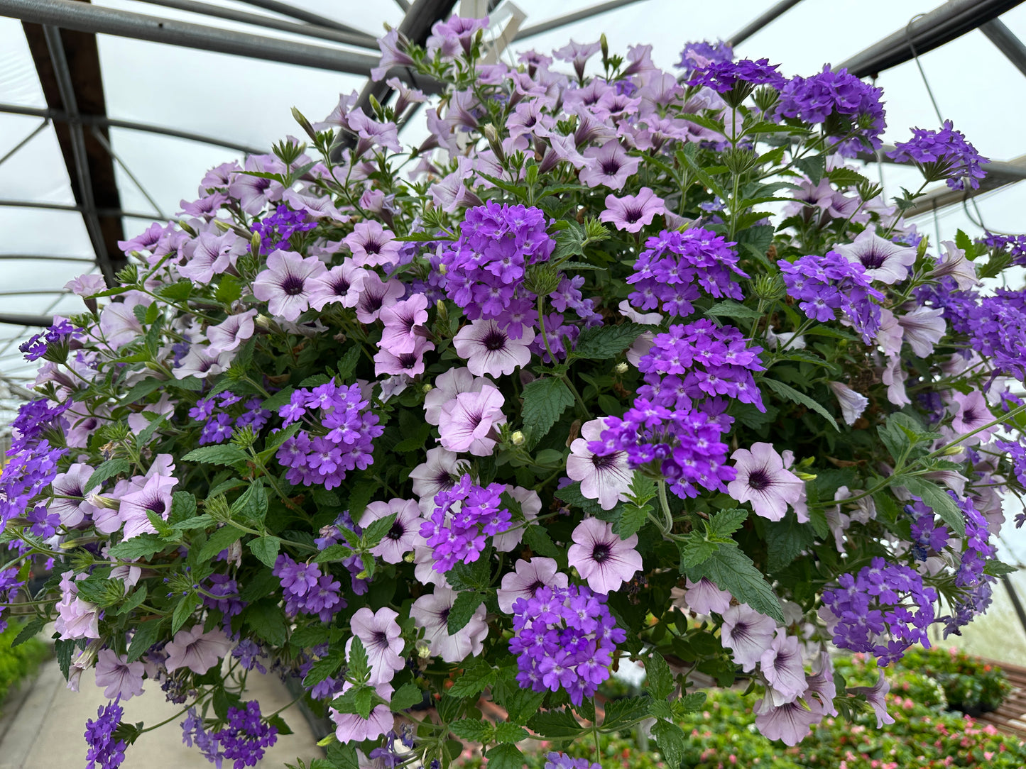 COMBO LILAC FESTIVAL - 12" HANGING BASKET