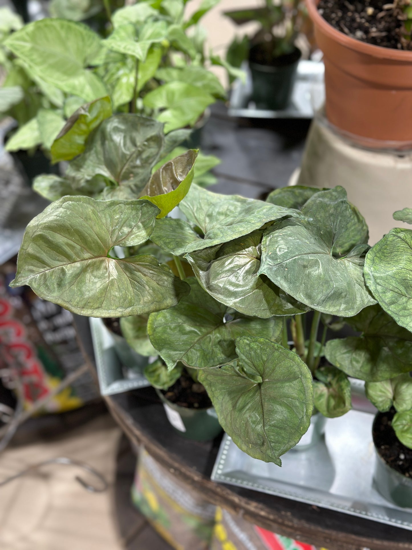 4'' Syngonium Mango