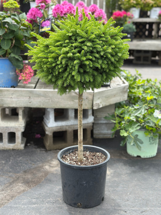 Picea abies 'Little Gem' tree