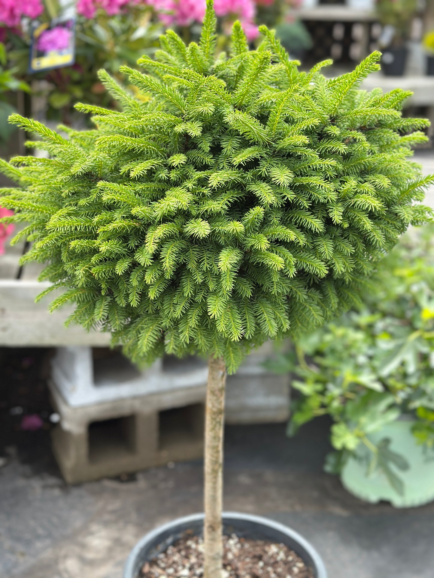Picea abies 'Little Gem'