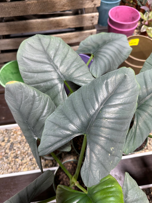 4'' Alocasia Reginae
