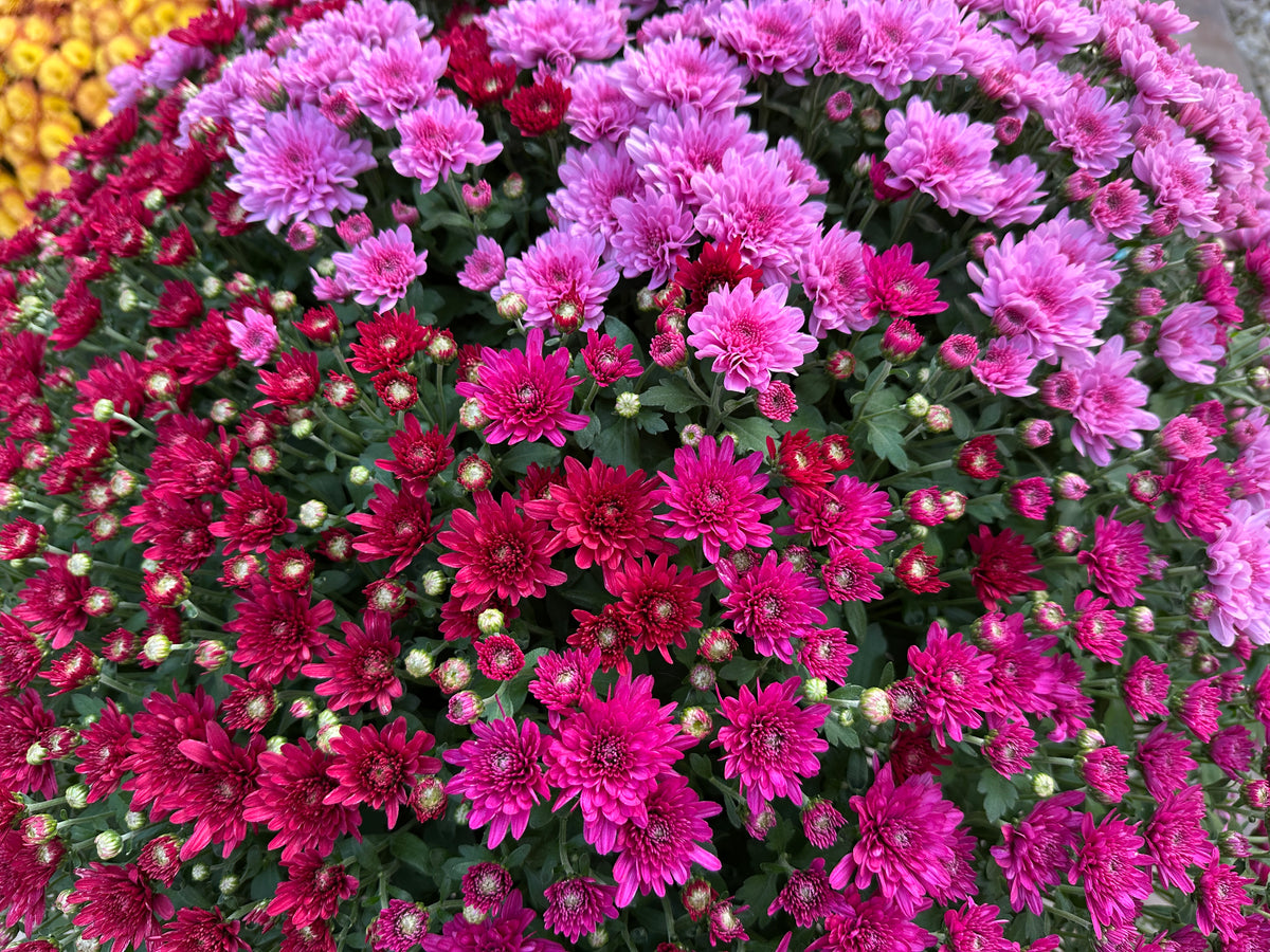 GARDEN MUMS COMBO WILD BERRY - 12" Pot