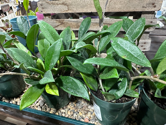 4'' Hoya Green Ghost