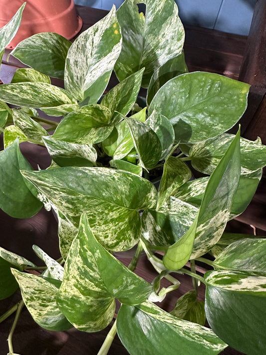 6'' Pothos Marble Queen