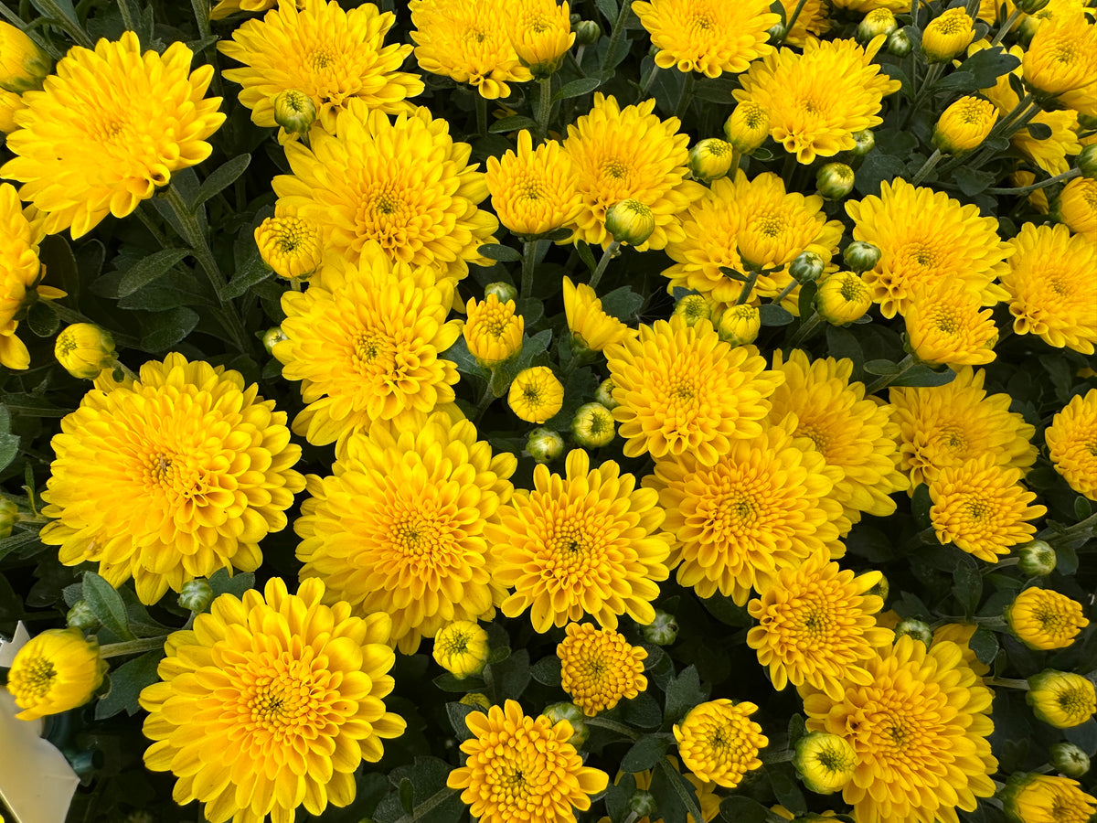 GARDEN MUMS PARTY YELLOW - 10" Pot