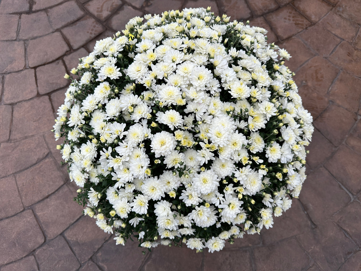 GARDEN MUMS JACQUELINE PEARL - 10" POT
