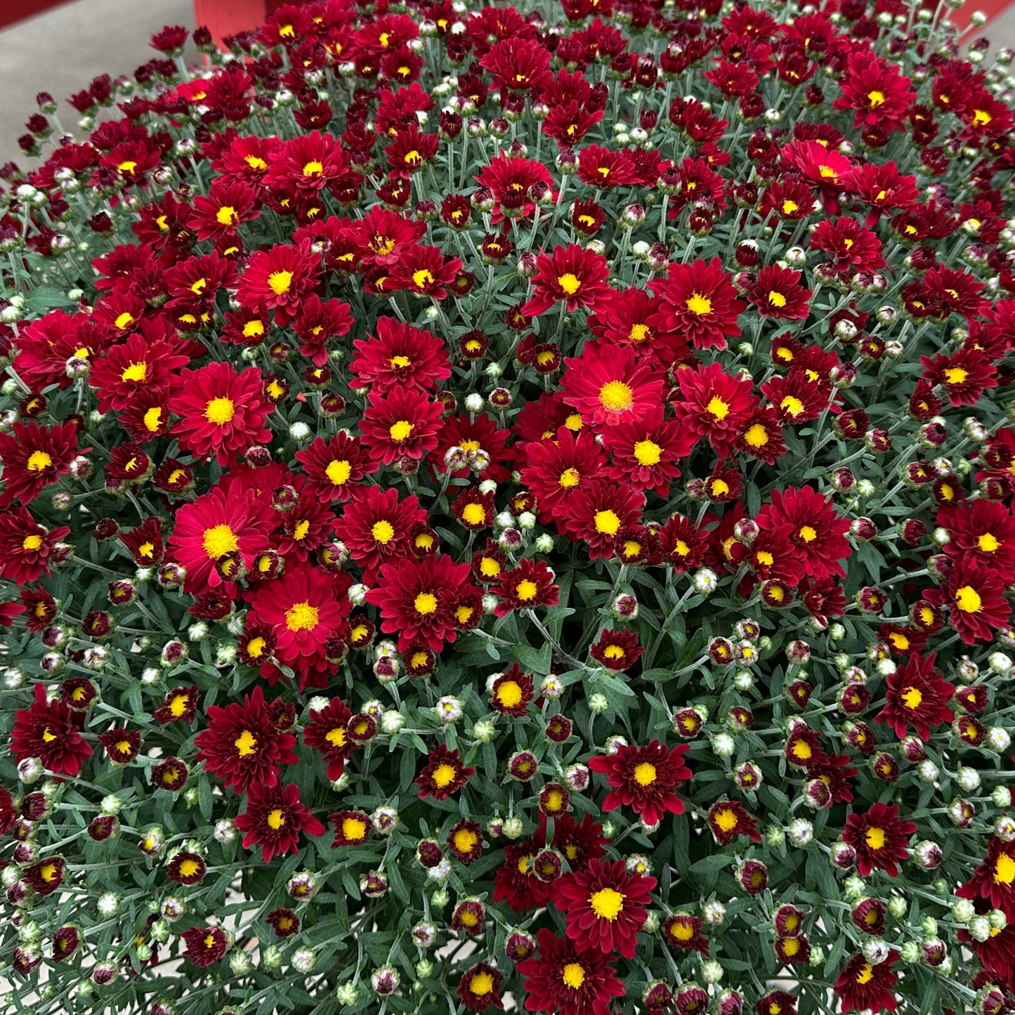 GARDEN MUMS BONNIE RED