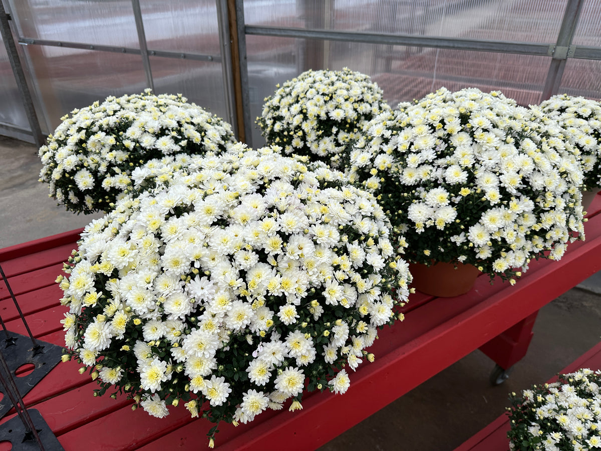 GARDEN MUMS JACQUELINE PEARL - 10" POT
