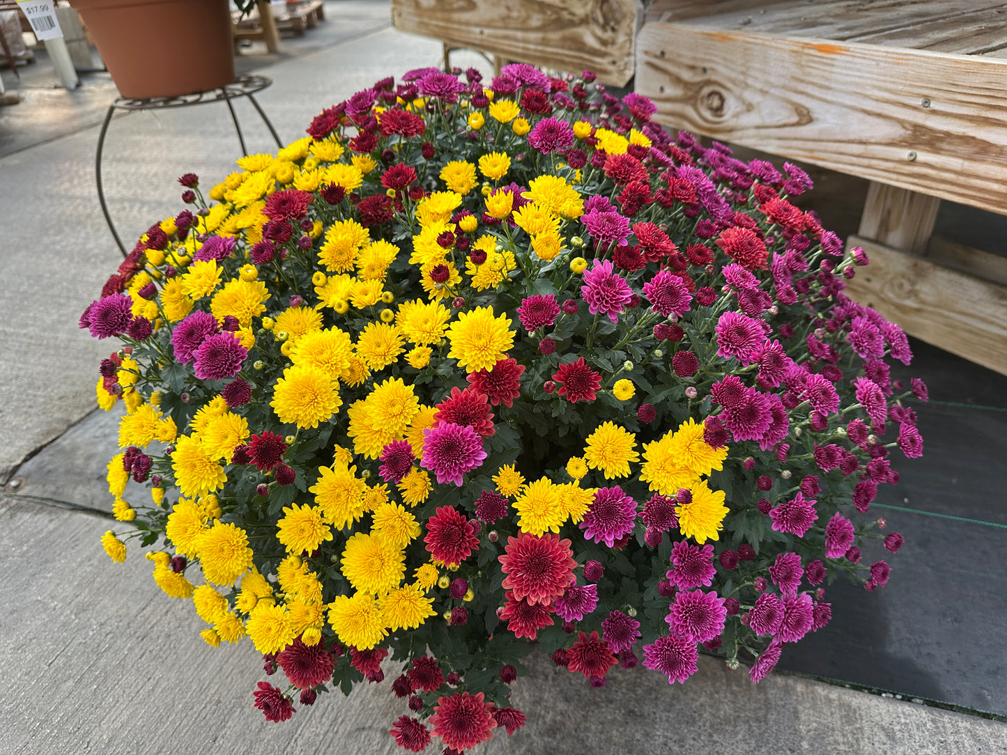 GARDEN MUMS COMBO TRICK OR TREAT - 12" Pot
