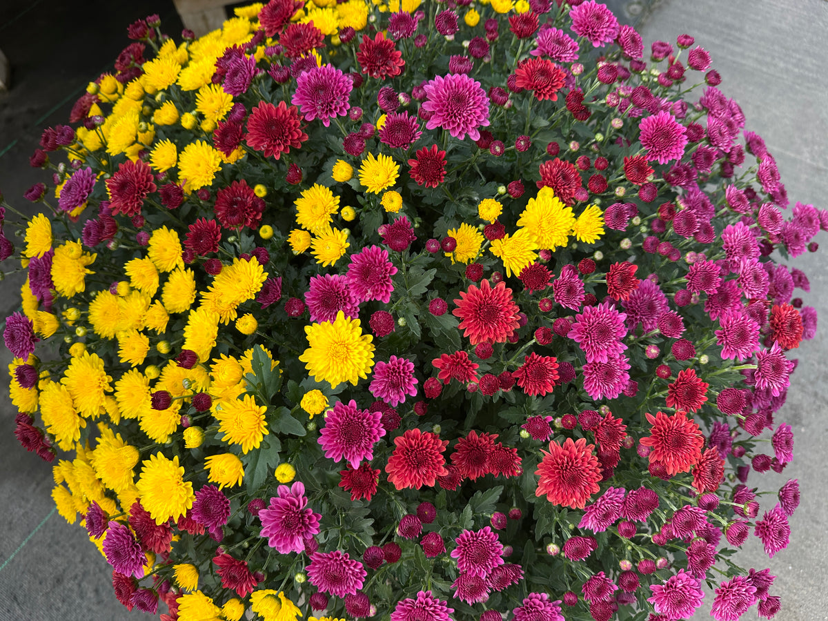 GARDEN MUMS COMBO TRICK OR TREAT - 12" Pot